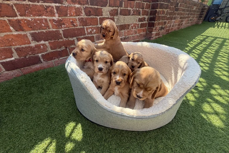 Cocker Spaniel (Show)