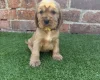 Cocker Spaniel (Show)