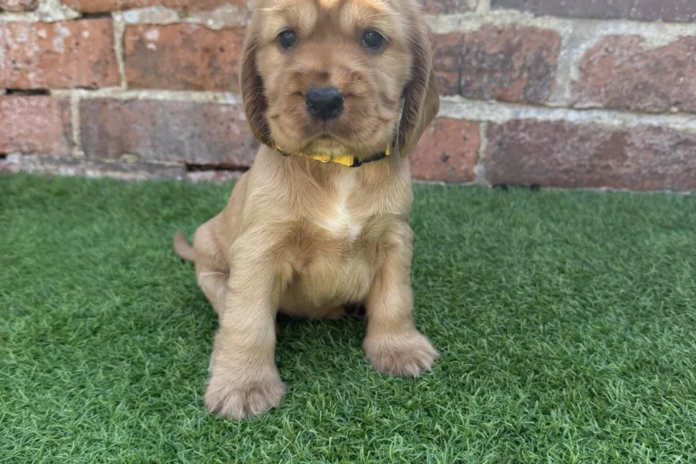 Cocker Spaniel (Show)