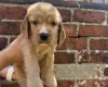 Cocker Spaniel (Show)