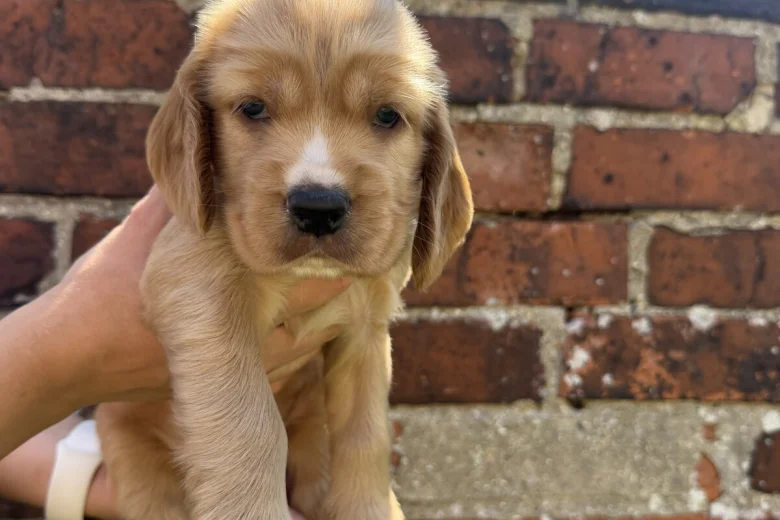 Cocker Spaniel (Show)