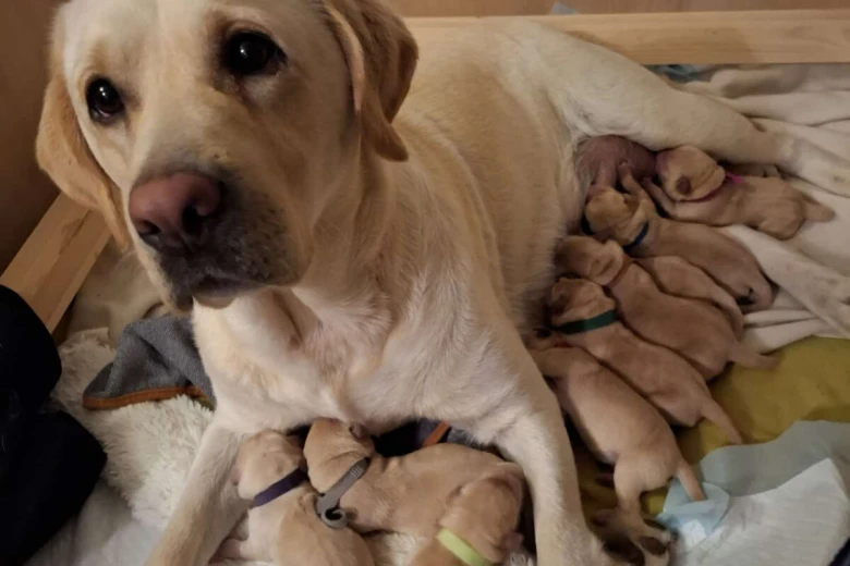 Labrador Retriever