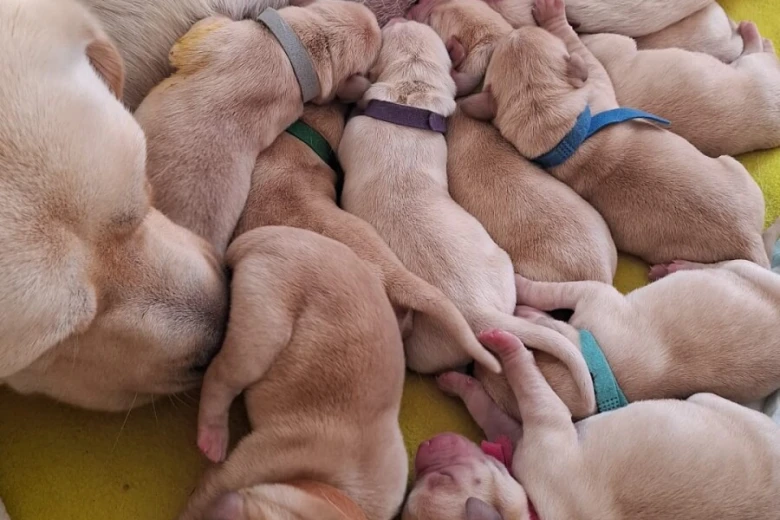 Labrador Retriever