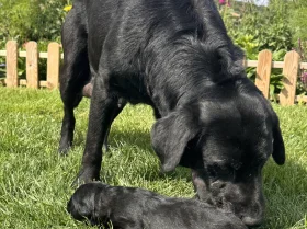 Labrador Retriever