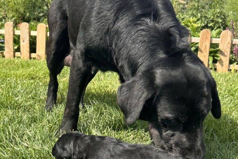 Labrador Retriever