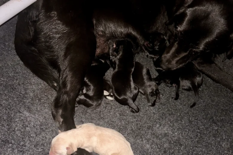 Labrador Retriever
