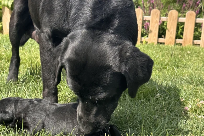 Labrador Retriever