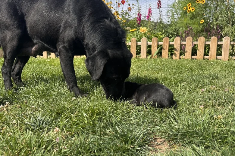 Labrador Retriever