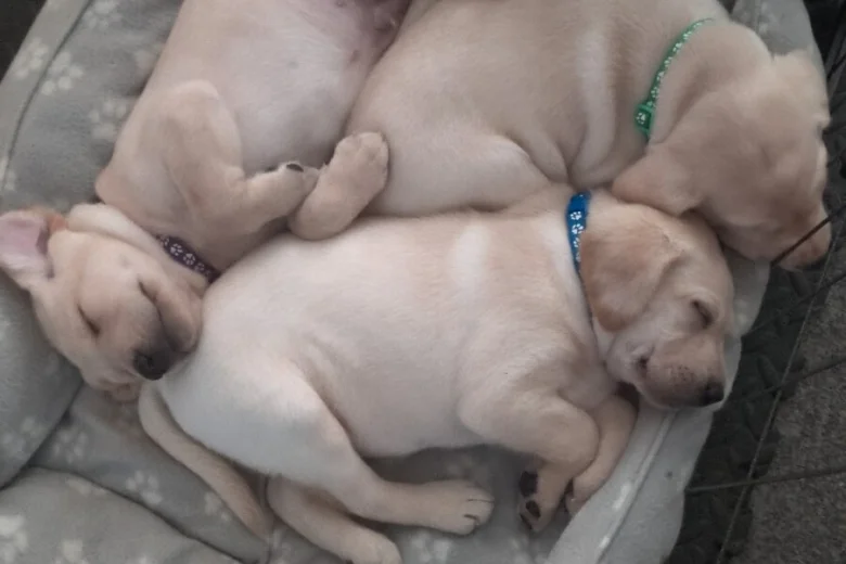 Labrador Retriever