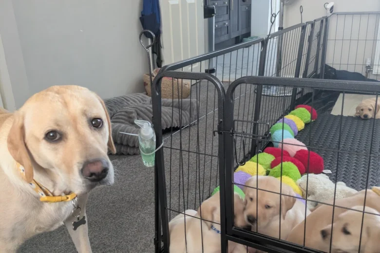 Labrador Retriever