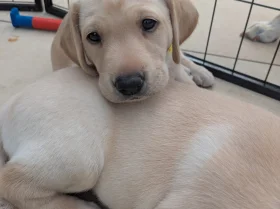 Labrador Retriever