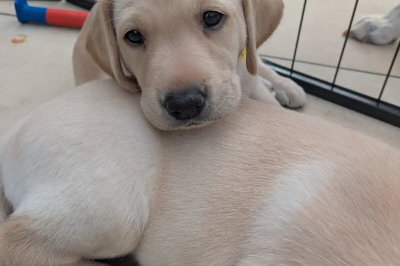 Labrador Retriever
