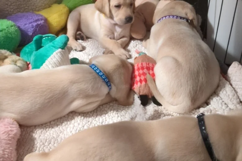 Labrador Retriever