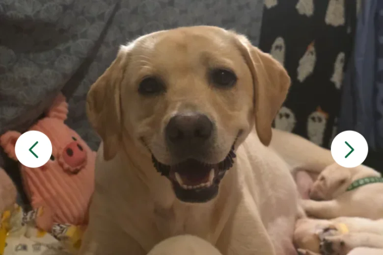Labrador Retriever