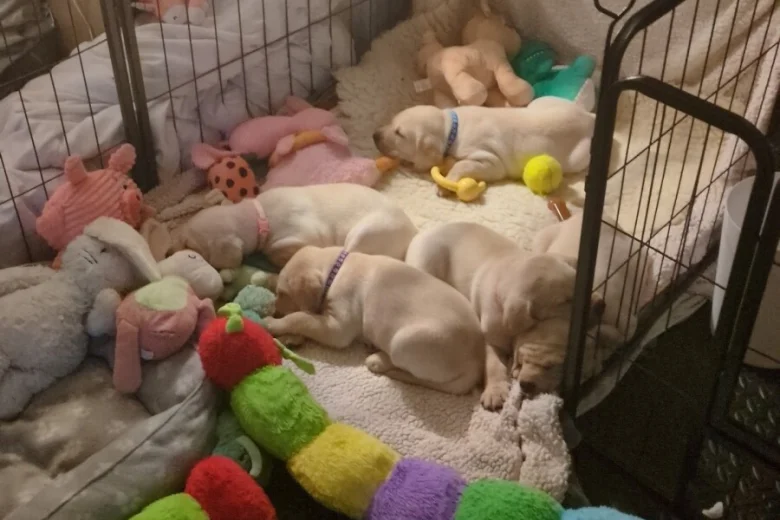 Labrador Retriever