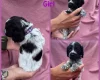 Cocker Spaniel (Show)