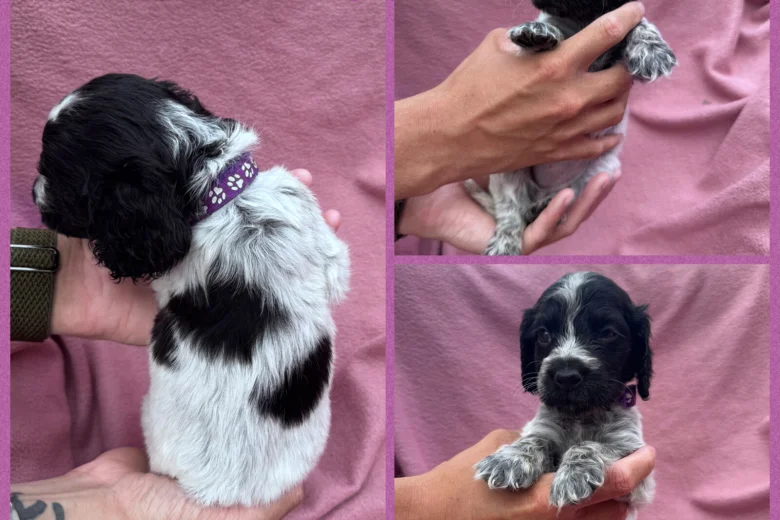 Cocker Spaniel (Show)