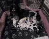 Cocker Spaniel (Show)