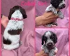 Cocker Spaniel (Show)