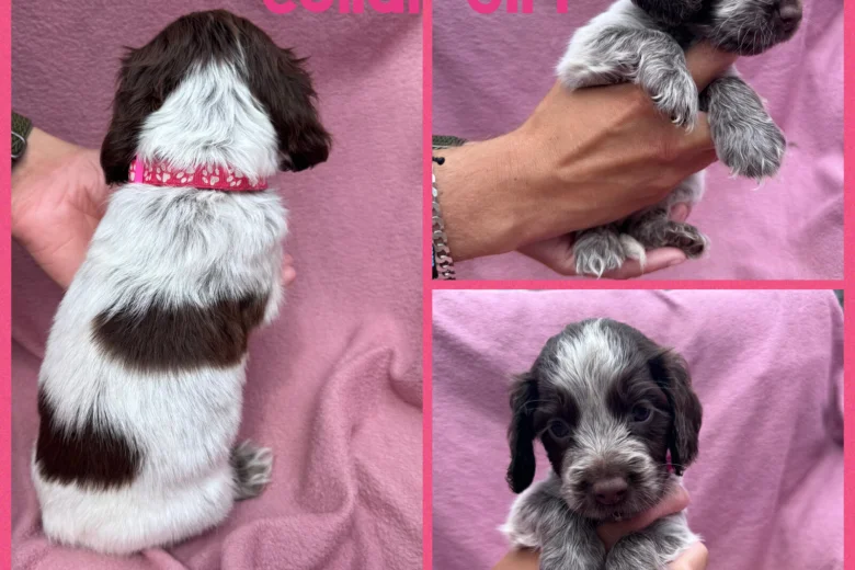 Cocker Spaniel (Show)