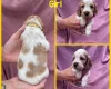Cocker Spaniel (Show)