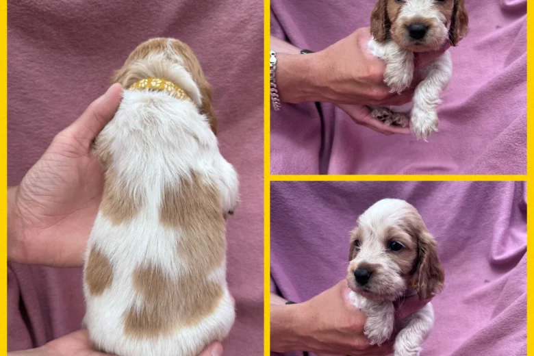 Cocker Spaniel (Show)