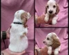 Cocker Spaniel (Show)