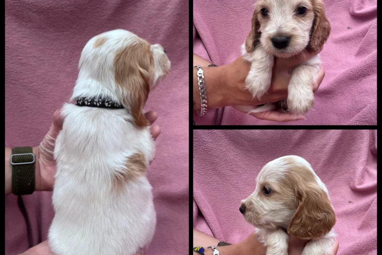 Cocker Spaniel (Show)