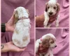 Cocker Spaniel (Show)