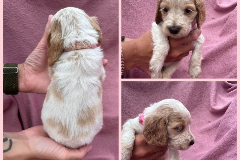 Cocker Spaniel (Show)