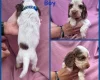 Cocker Spaniel (Show)