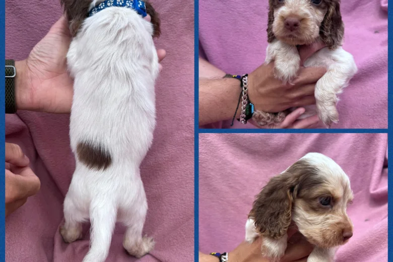 Cocker Spaniel (Show)