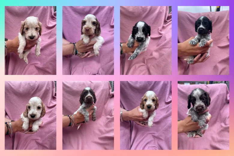 Cocker Spaniel (Show)