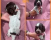 Cocker Spaniel (Show)