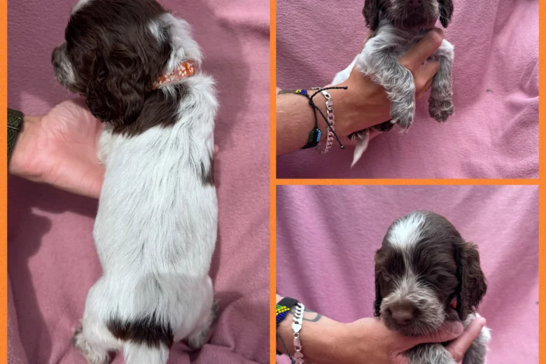 Cocker Spaniel (Show)