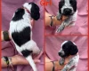 Cocker Spaniel (Show)