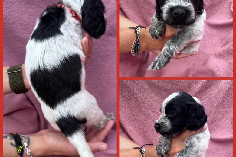 Cocker Spaniel (Show)