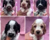 Cocker Spaniel (Show)