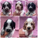 Cocker Spaniel (Show)