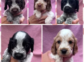 Cocker Spaniel (Show)