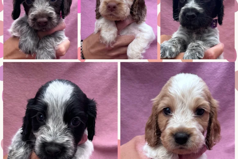 Cocker Spaniel (Show)