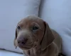 Dachshund (Miniature Smooth Haired)