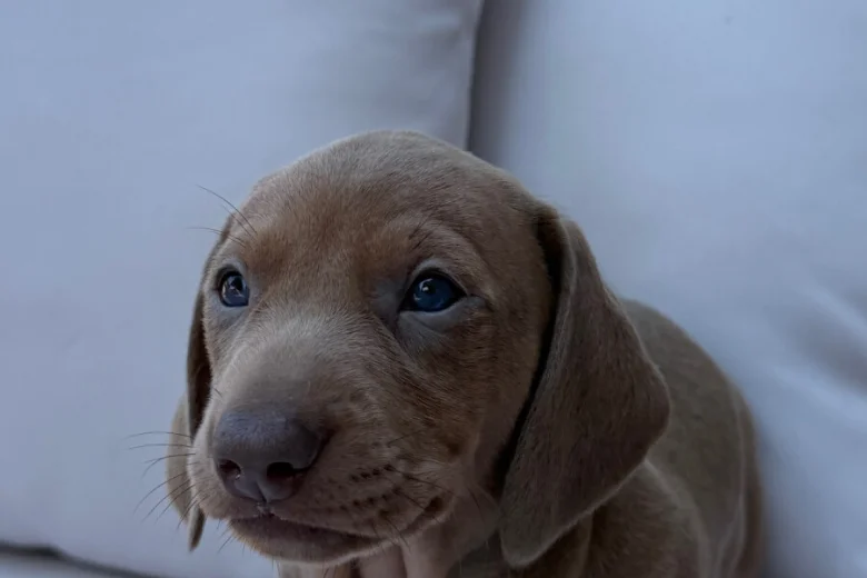 Dachshund (Miniature Smooth Haired)