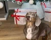 Dachshund (Miniature Smooth Haired)