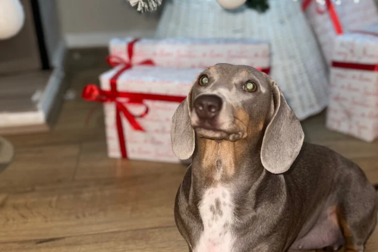 Dachshund (Miniature Smooth Haired)