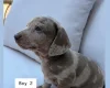Dachshund (Miniature Smooth Haired)