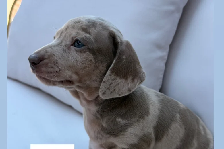 Dachshund (Miniature Smooth Haired)