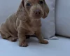 Dachshund (Miniature Smooth Haired)