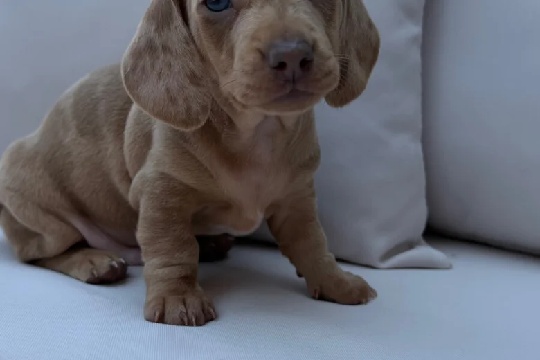 Dachshund (Miniature Smooth Haired)
