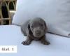 Dachshund (Miniature Smooth Haired)